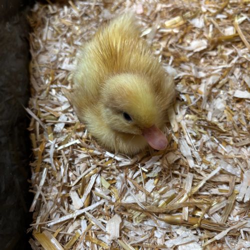 Ducklings