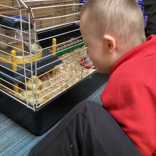 The ducklings have hatched and we love them!