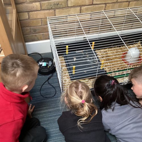 Meeting the ducklings